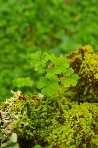 plant with three petal leaves on mossy surface. This wild plant has round leaves formed by three petals that have a heart shape individually.