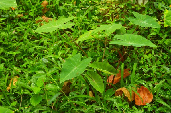 Feuilles Colocasie Poussant Dans Nature Colocasia Est Genre Plantes Famille — Photo