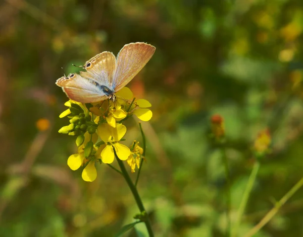 Butterfly on a flower. Butterflies get nectar from plants that are native to the region in which they live. Just as humans have food preferences, butterflies prefer certain plants for their color or for the sweetness of the necta