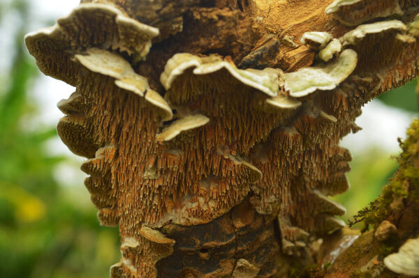 грибок на коре дерева с его нижней стороны, имеющей хороший узор. Грибы, которые разлагают стволы деревьев, могут создавать настоящие произведения искусства из дерева. Однако в природе грибы, вызывающие гниение, не только украшают дерево, но и уничтожают его.