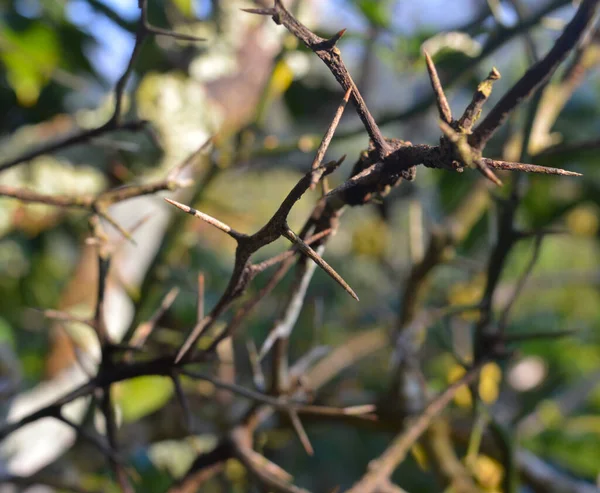 Тріо Сушені Гілки Цитрусової Рослини Влітку Осадка Викликає Серйозне Занепокоєння — стокове фото