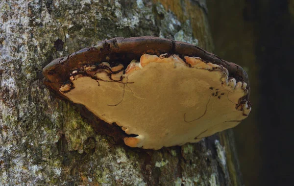 Fungo Musgo Crescendo Galho Árvore Fungos Que Decompõem Troncos Árvores — Fotografia de Stock