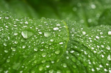 Işık kırılan bir yaprağın üzerine düşen çiğ damlalarının yakın plan görüntüsü. Nilüfer etkisi, Nelumbo ya da 
