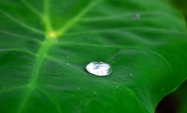 Işık kırılan bir yaprağın üzerine düşen çiğ damlalarının yakın plan görüntüsü. Nilüfer etkisi, Nelumbo ya da 
