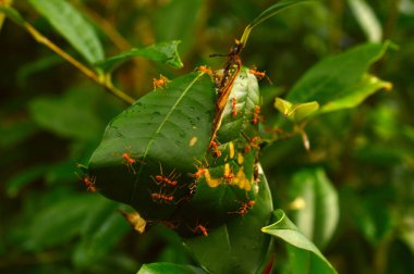 güzel bir çiçek veya çimen bitkisinin tomurcuğu arka planı bulanık bir tarafta metin için yer var.