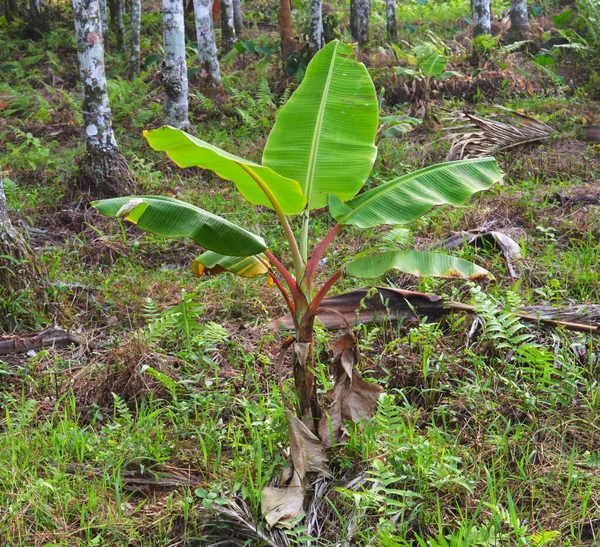 Las Plantas Plátano Pueden Crecer Con Diversos Grados Éxito Diversas — Foto de Stock