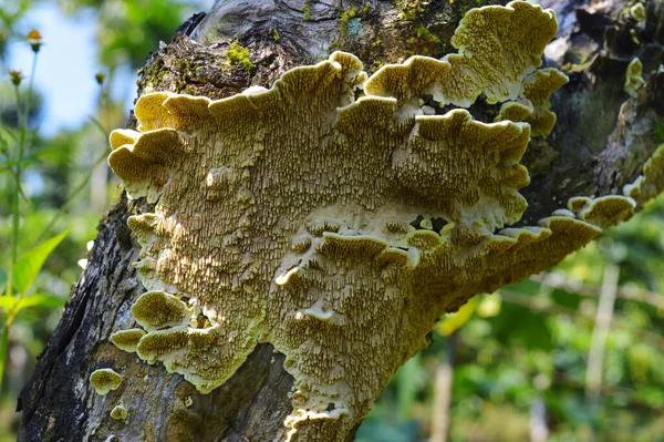 Hongo Una Corteza Árbol Con Lado Inferior Que Tiene Patrón —  Fotos de Stock