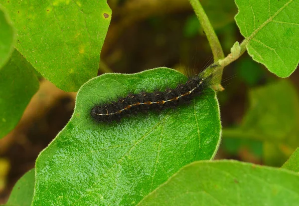 Caterpillars of most species are herbivorous (folivorous), but not all; some (about 1%) are insectivorous, even cannibalistic. Some feed on other animal products; for example, clothes moths feed on wool, and horn moths feed on the hooves and horns of