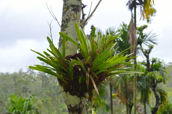 parasitic plants growing on coffee bark. These plants depend on the host to live.