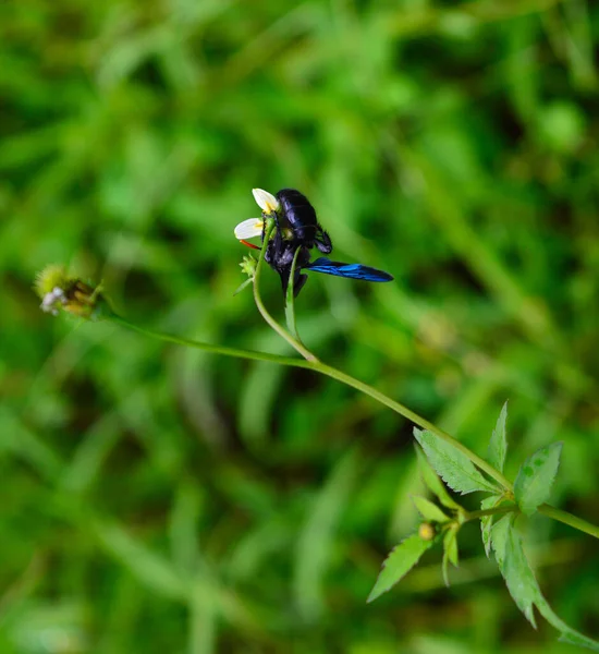 Une Guêpe Bleue Perchée Sur Une Petite Fleur Beaucoup Petite — Photo