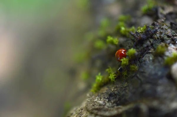 Las Orugas Son Típicamente Comederos Voraces Muchas Ellas Encuentran Entre — Foto de Stock