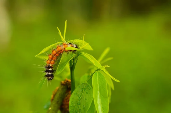 Les Chenilles Sont Typiquement Voraces Bon Nombre Entre Elles Comptent — Photo