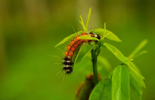 Les Chenilles Sont Typiquement Voraces Bon Nombre Entre Elles Comptent — Photo