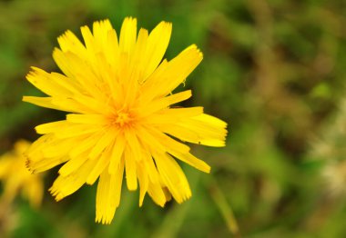 Görüntü vahşi doğadaki güzel bir çiçeği gösteriyor. Bu çiçeğin doğal çevresindeki yakın plan görüntüsü. Floriografi, çiçeklerin kullanımı veya düzenlenmesi yoluyla şifreli iletişimin bir aracıdır. Bu süreçte çiçek sembollerinin yükselişi 