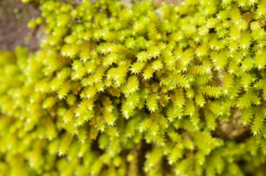 Yosunlar veya Bryophyta, genellikle nemli ve gölgeli yerlerde yoğun yeşil kümeler veya minderler oluşturan küçük, vasküler olmayan bitkilerdir. Bireysel bitkiler genellikle tek bir hücre kalınlığında basit yapraklardan oluşur, ataşe.