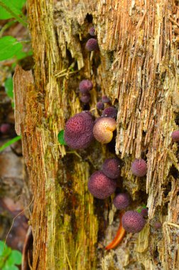 Doğa, sanatçıları ve bilim adamlarını şaşırtıcı şekilleri ve şekilleriyle şaşırtmaktan asla vazgeçmez. Bilim adamları, kendiliğinden benekli ya da çizgili desenler yaratan bir mekanizma tanımladılar. Bir reaksiyon difüzyon sistemi. Bu desenler n 'nin güzelliğini temsil ediyor.