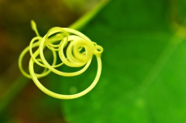 Görüntü bulanık arkaplan ile odak bazı kısımları arasında bir sarmaşık çalıştırıcısını gösterir. Metin için boş yer var.