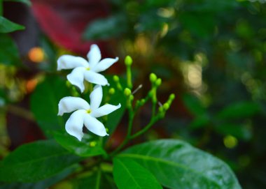 Görüntü vahşi doğadaki güzel bir çiçeği gösteriyor. Bu çiçeğin doğal çevresindeki yakın plan görüntüsü. Floriografi, çiçeklerin kullanımı veya düzenlenmesi yoluyla şifreli iletişimin bir aracıdır. Bu süreçte çiçek sembollerinin yükselişi 