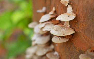 Doğa, sanatçıları ve bilim adamlarını şaşırtıcı şekilleri ve şekilleriyle şaşırtmaktan asla vazgeçmez. Bilim adamları, kendiliğinden benekli ya da çizgili desenler yaratan bir mekanizma tanımladılar. Bir reaksiyon difüzyon sistemi. Bu desenler n 'nin güzelliğini temsil ediyor.