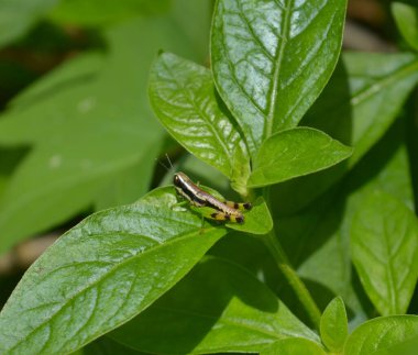 resim yeşil yapraklı vahşi bir arka plan üzerinde bir çekirgeyi gösterir.