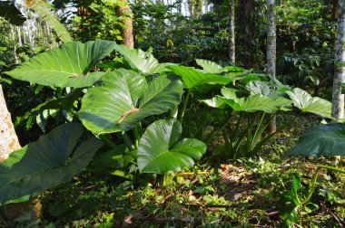 Colocasia cinsi, tropikal Asya 'dan altı tüberküloz uzun ömürlü türü içerir ve burada temel gıda olarak yetişir. Bataklıklara ve diğer nemli alanlara özgüdürler ve bahçedeki veya yerdeki nemli topraklarda büyük su kaplarında kullanılabilirler.