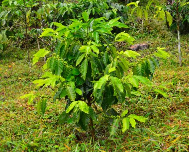 Görüntü yağmurlu bir günde çilekli bir kahve bitkisini gösteriyor..