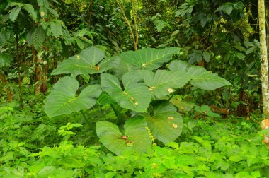 Colocasia cinsi, tropikal Asya 'dan altı tüberküloz uzun ömürlü türü içerir ve burada temel gıda olarak yetişir. Bataklıklara ve diğer nemli alanlara özgüdürler ve bahçedeki veya yerdeki nemli topraklarda büyük su kaplarında kullanılabilirler.