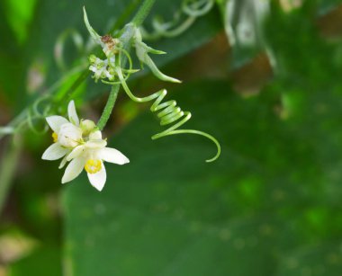 Görüntü vahşi doğadaki güzel bir çiçeği gösteriyor. Bu çiçeğin doğal çevresindeki yakın plan görüntüsü. Floriografi, çiçeklerin kullanımı veya düzenlenmesi yoluyla şifreli iletişimin bir aracıdır. Bu süreçte çiçek sembollerinin yükselişi 