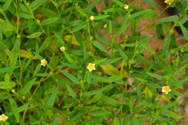 Minik yaprakları ve çiçekleri olan bir bitkinin arkaplan resmi. Floriografi, çiçeklerin kullanımı veya düzenlenmesi yoluyla şifreli iletişimin bir aracıdır. Çiçek sembollerinin yükselişi bu zaman zarfında mantıklı geldi, Romanti 'nin yüksekliği gibi.