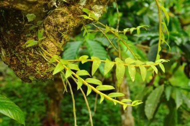 Başka bir ağacın kabuğunda büyüyen asalak bitkiler. Bu ağaçlar beslenmek için ev sahibine bağlıdır ve kökleri içlerinde yerleşir..