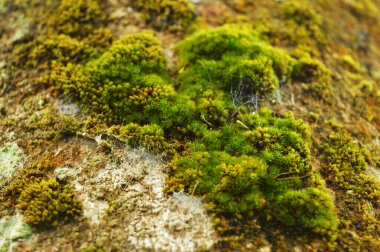 Yosunlar veya Bryophyta, genellikle nemli ve gölgeli yerlerde yoğun yeşil kümeler veya minderler oluşturan küçük, vasküler olmayan bitkilerdir. Bireysel bitkiler genellikle tek bir hücre kalınlığında basit yapraklardan oluşur, ataşe.