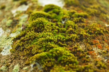 Yosunlar veya Bryophyta, genellikle nemli ve gölgeli yerlerde yoğun yeşil kümeler veya minderler oluşturan küçük, vasküler olmayan bitkilerdir. Bireysel bitkiler genellikle tek bir hücre kalınlığında basit yapraklardan oluşur, ataşe.