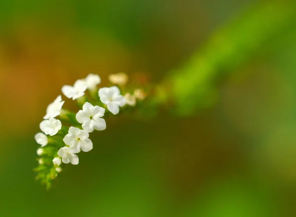 小さな部分を中心とした植物の上の美しい白い花の閉鎖 画像はテキストのスペースを許可します これらの花は非常に小さく 植物自体はほんの数Cmの高さです ニルギリスの野生の丘で発見された — ストック写真