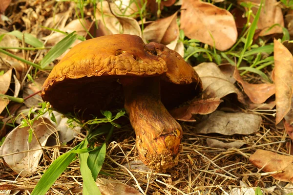 Imagem Grande Cogumelo Morto Chão Floresta Cogumelo Toadstool Corpo Frutífero — Fotografia de Stock