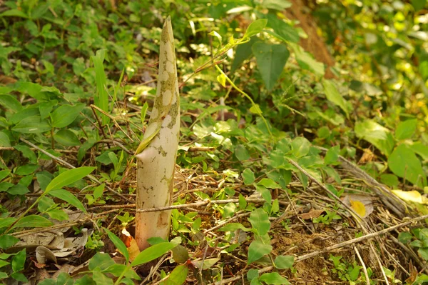 Слоняча Ямська Рослина Має Візерунок Подібний Військової Форми Amorophallus Paeoniifolius — стокове фото