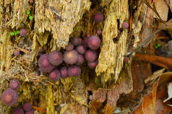 Natureza Nunca Deixa Surpreender Artistas Cientistas Por Seus Incríveis Padrões — Fotografia de Stock