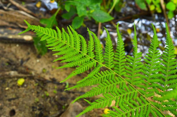 Feuilles Fougère Est Disponible Dans Une Abondance Couleurs Formes Tailles — Photo