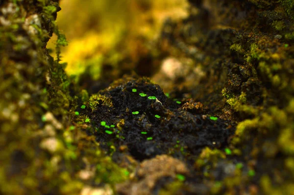 Yosunlar Veya Bryophyta Genellikle Nemli Gölgeli Yerlerde Yoğun Yeşil Kümeler — Stok fotoğraf