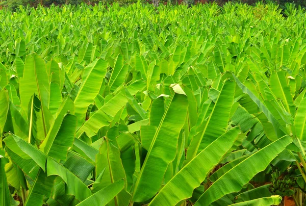 Zdjęcia Liści Roślin Bananowych Plantacji — Zdjęcie stockowe