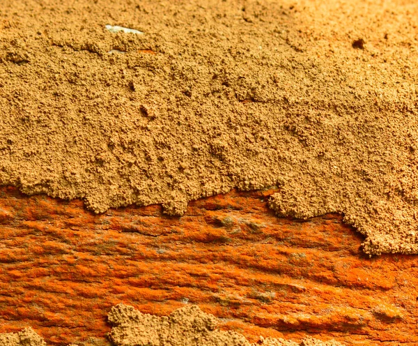 Bark Tree Termite Infestation Half Image Shows Bark Remaining Half — Stock Photo, Image