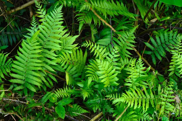 Fern Leaves Přichází Hojnosti Barev Tvarů Velikostí Jednoduchého Odvážná Srdce — Stock fotografie