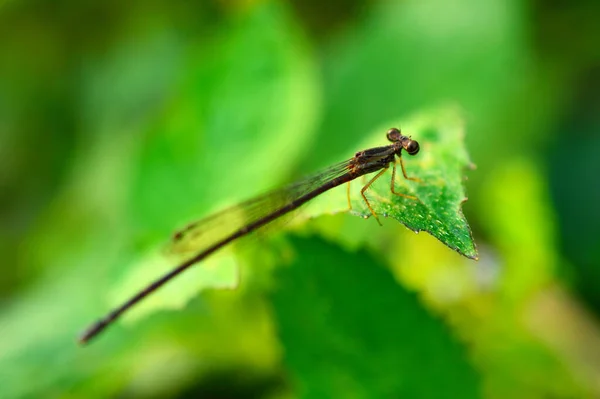 Gros Plan Une Libellule Sur Une Feuille Avec Quelques Parties — Photo