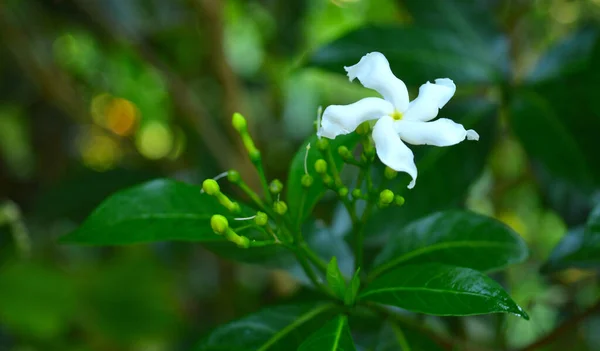 Image Montre Une Belle Fleur Dans Nature Ceci Est Une — Photo