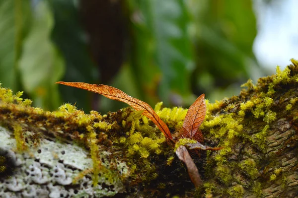 Image Belle Feuille Brune Parmi Mousse Sur Une Branche Plante — Photo