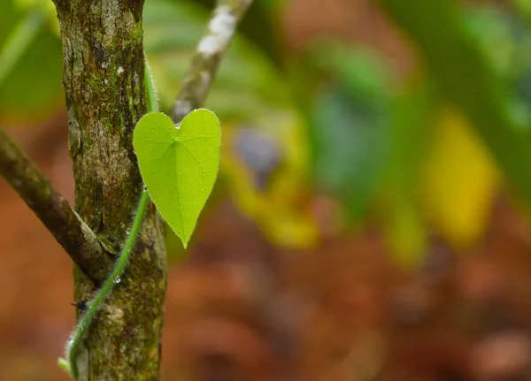 image shows a vine on a tree with a leaf in the shape of a heart. Space for text is also available. Image makes a beautiful wallpaper or background.