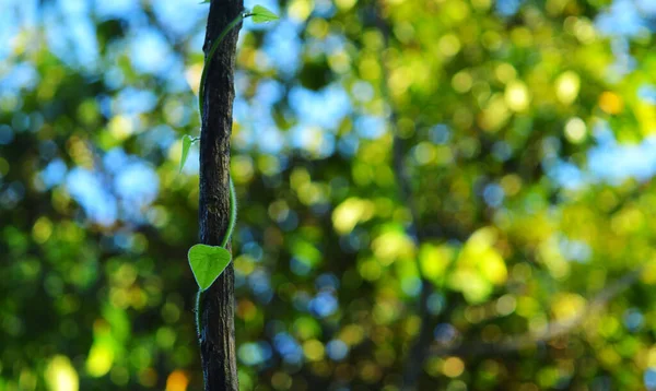 Das Bild Zeigt Eine Weinrebe Auf Einem Baum Mit Einem — Stockfoto
