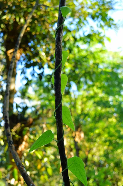 Image Montre Une Vigne Sur Arbre Avec Une Feuille Forme — Photo