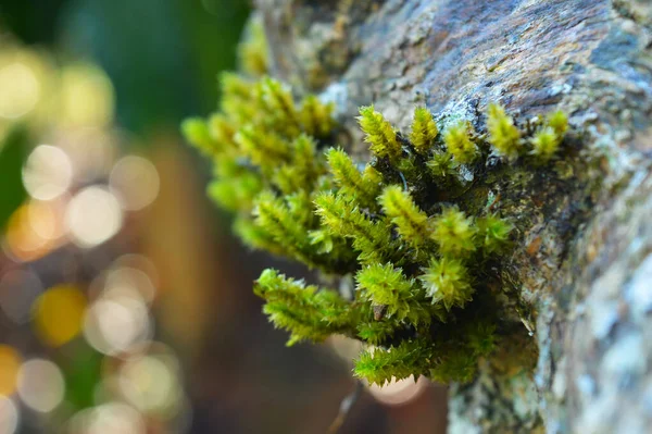 Mousse Bryophyta Sont Petites Plantes Non Vasculaires Sans Fleurs Qui — Photo