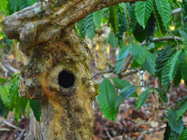 image shows a hole in a tree bark. A tree hollow or tree hole is a semi-enclosed cavity which has naturally formed in the trunk or branch of a tree. They are found mainly in old trees. ree cavities are often the result of an injury followed by decay.