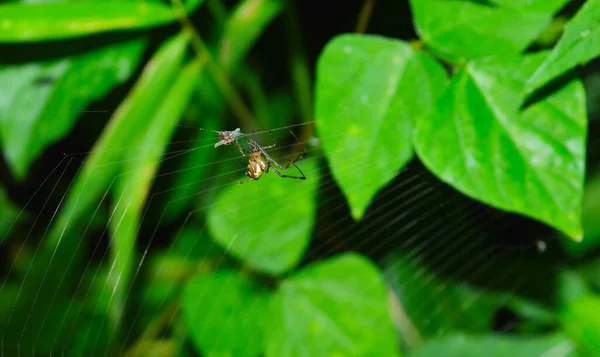 Imagen Muestra Una Araña Girando Red Insecto Atrapado Red Los —  Fotos de Stock